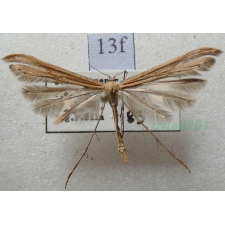 Emmelina monodactyla (Linnaeus, 1758) Piórolotek zwyczajny Czech13f